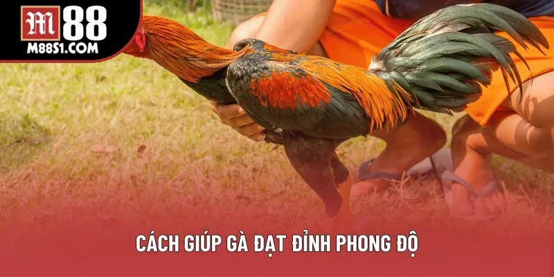 Cách giúp gà đạt đỉnh phong độ