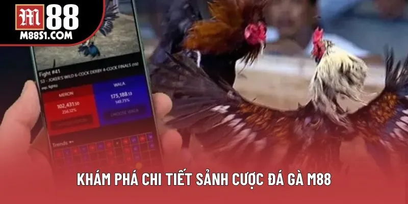 Khám phá chi tiết sảnh cược đá gà M88 Khám phá chi tiết sảnh cược đá gà M88