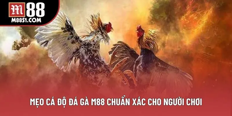 Mẹo cá độ đá gà M88 chuẩn xác cho người chơi Mẹo cá độ đá gà M88 chuẩn xác cho người chơi