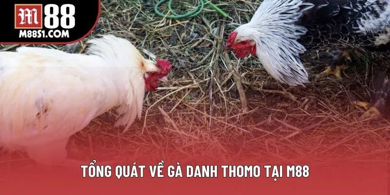 Tổng quát về gà danh thomo tại M88