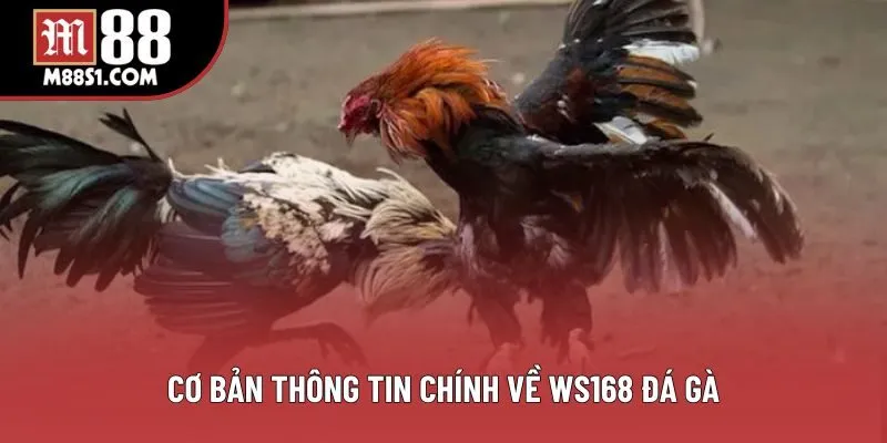 Cơ bản thông tin chính về WS168 đá gà