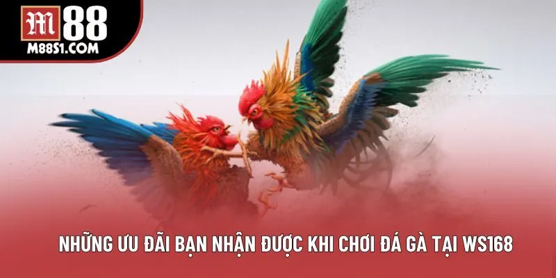 Những ưu đãi bạn nhận được khi chơi đá gà tại Ws168