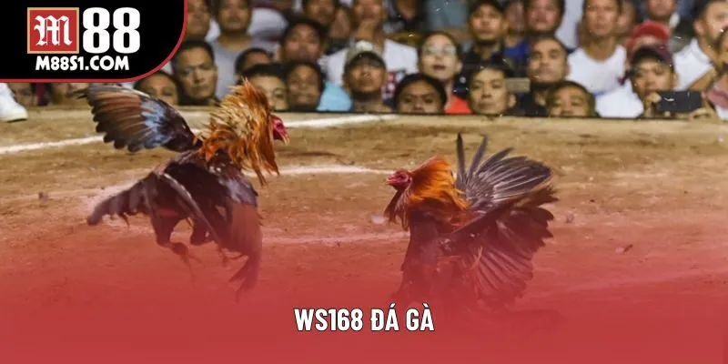 WS168 Đá Gà - Cược Trực Tiếp Hấp Dẫn Tỷ Lệ Thắng Cực Cao
